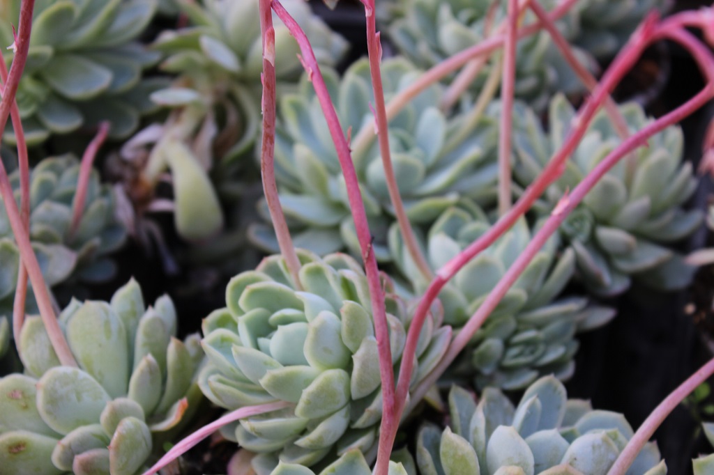 Echeveria, Fettblattrosette in 2 Sorten