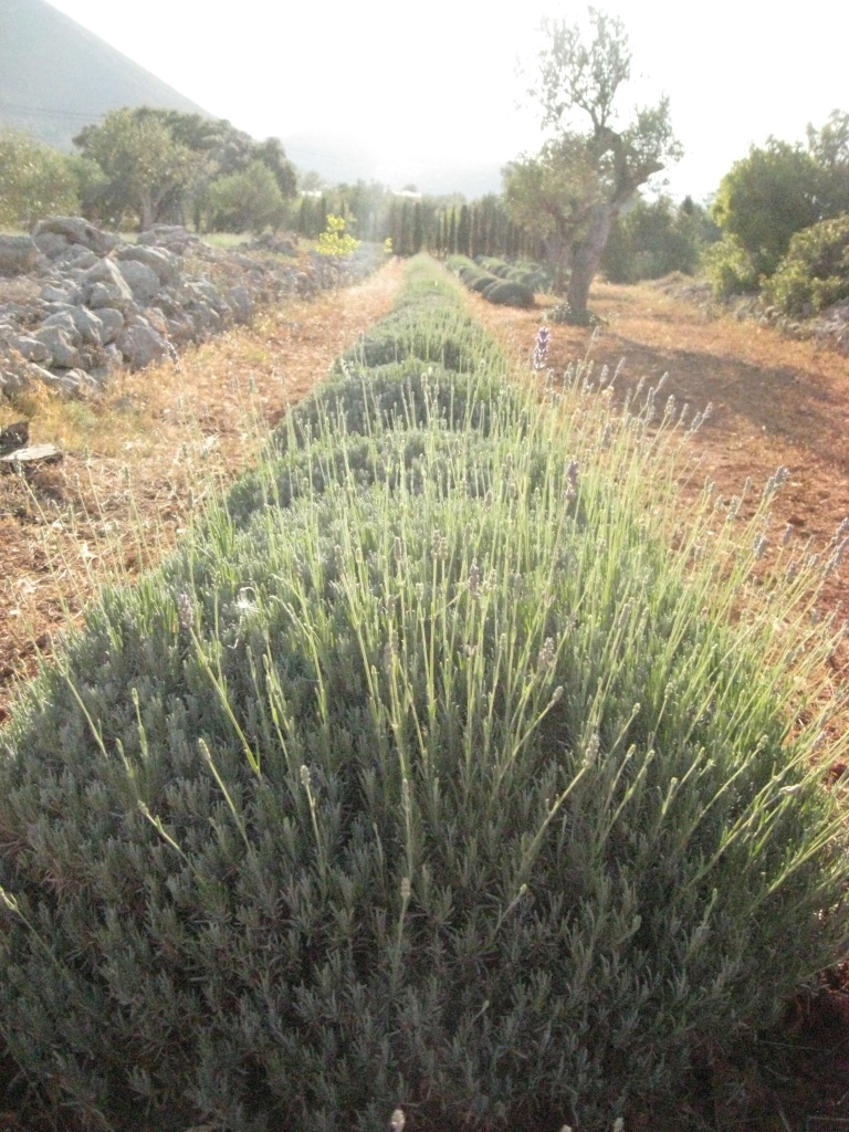 Echter Lavendel, Lavandula angustifolia