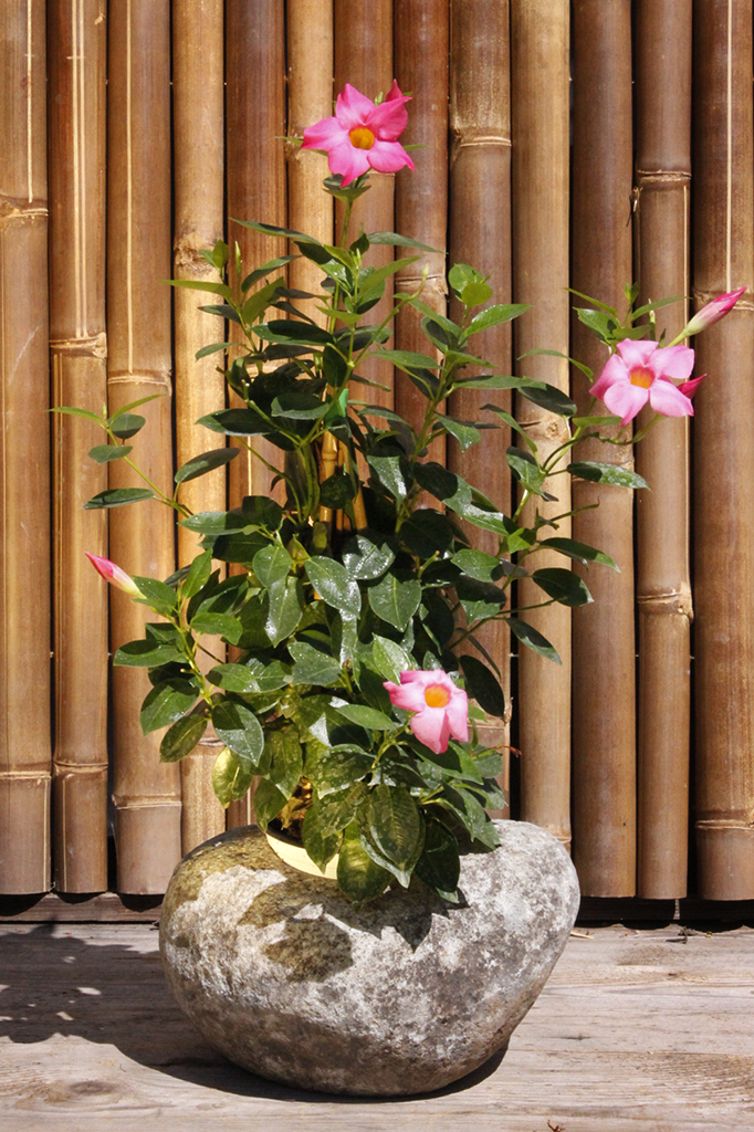 Dipladenia - Mandevilla