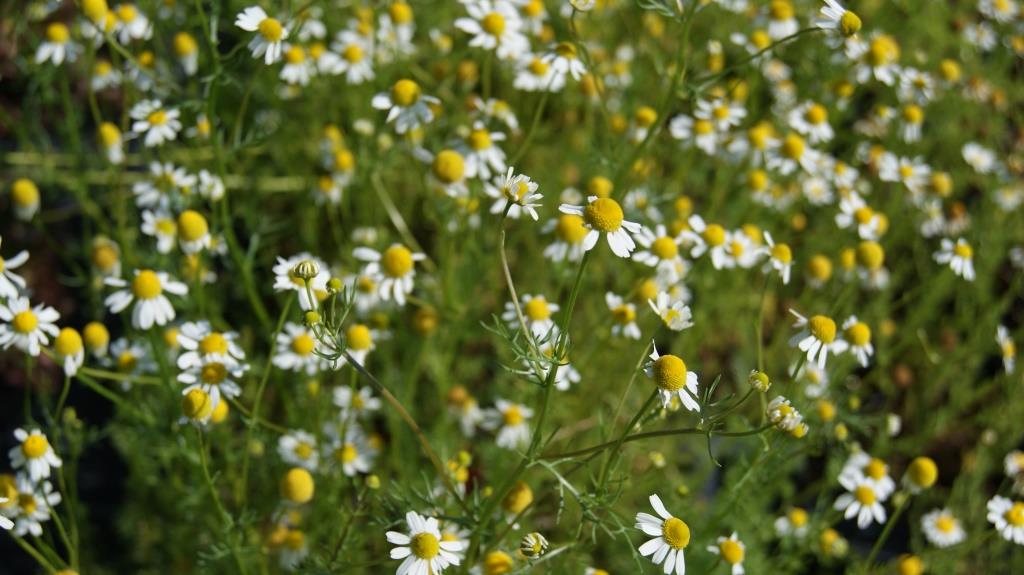 Echte Kamille, Matricaria chamomilla