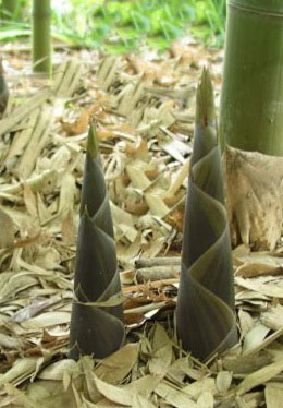 Schwarzer Knospenbambus, Phyllostachys atrovaginata