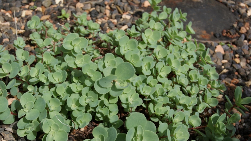 Himalaja-Fettblatt - Sedum ewersii