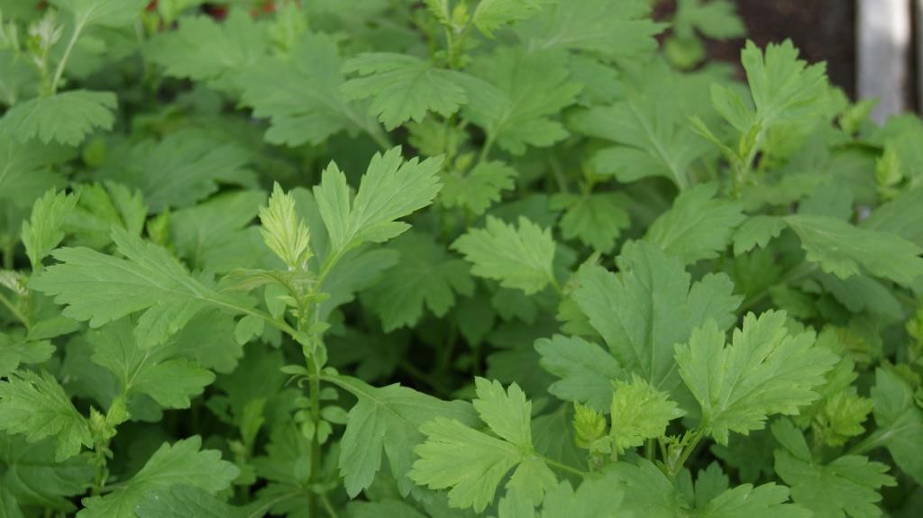 Beifuß, Artemisia vulgaris