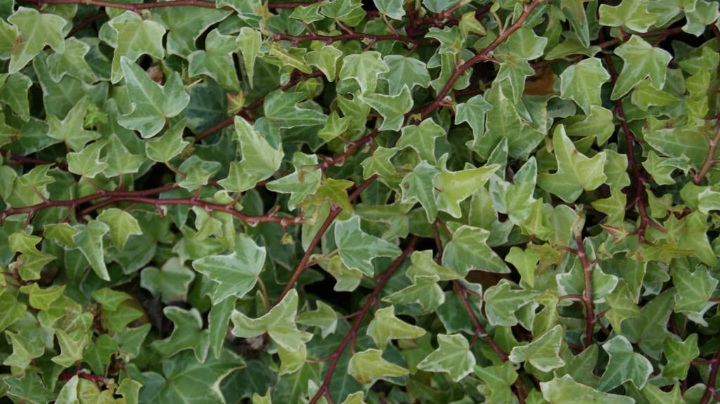 Efeu, Hedera helix Dealbata