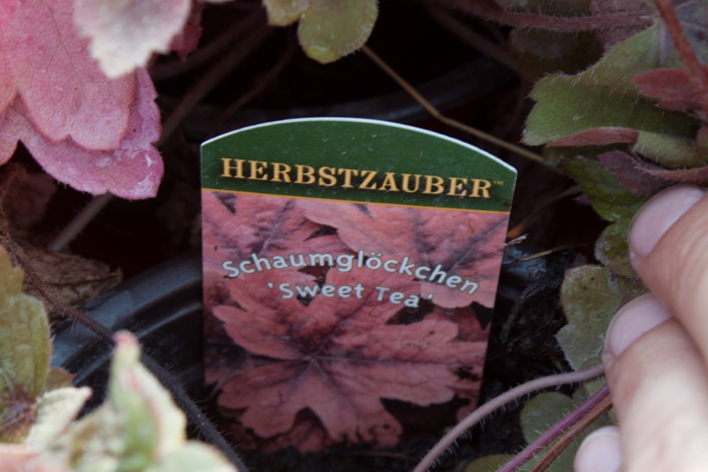 Purpurglöckchen, Heuchera Sweet Tea