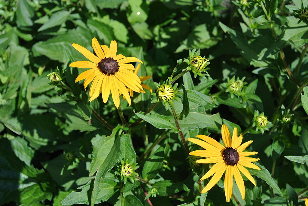 Sonnenhut - Rudbeckia Fulgidavar. sullivantii Goldsturm