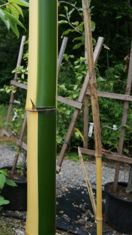 Zauber Bambus, Phyllostachys vivax Aureocaulis