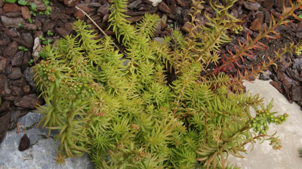 Felsen-Fetthenne, Sedum rupestre