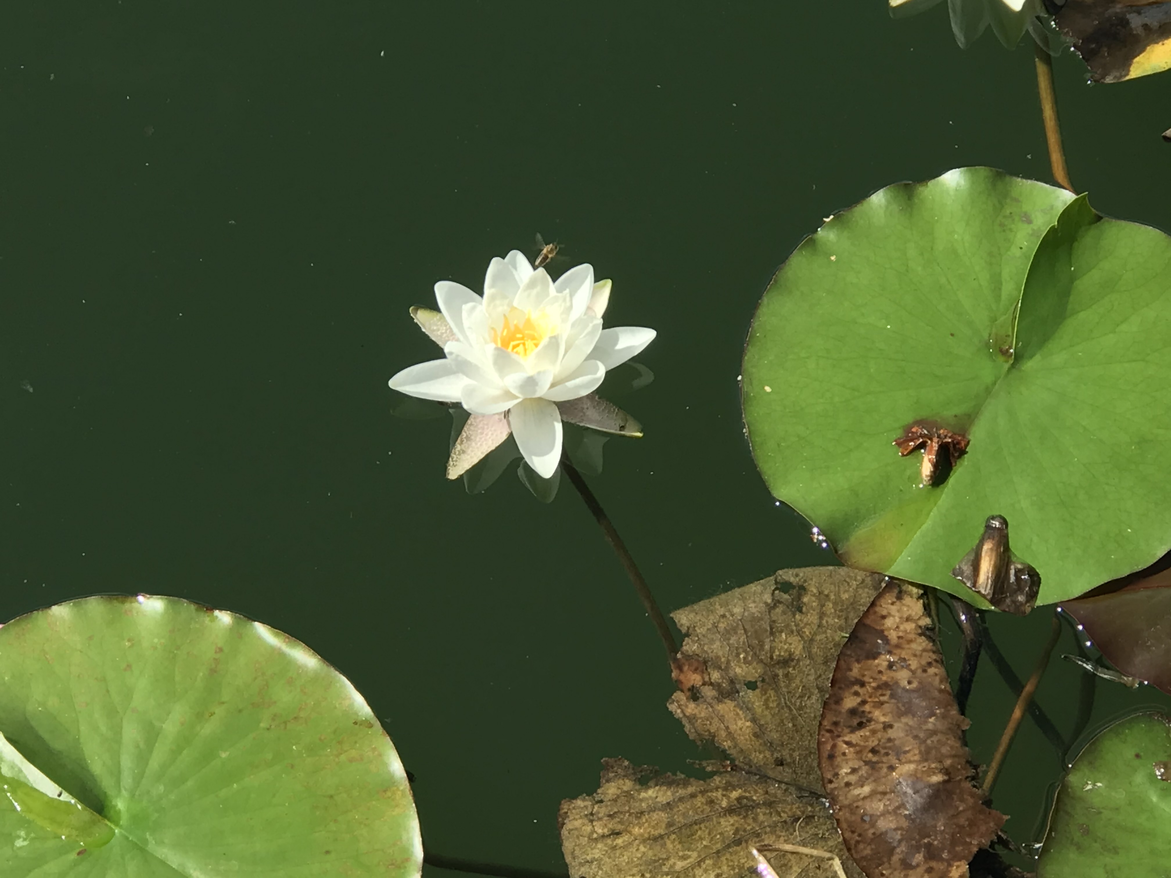 Nymphaea x cult.Heaver White, weiße Seerose