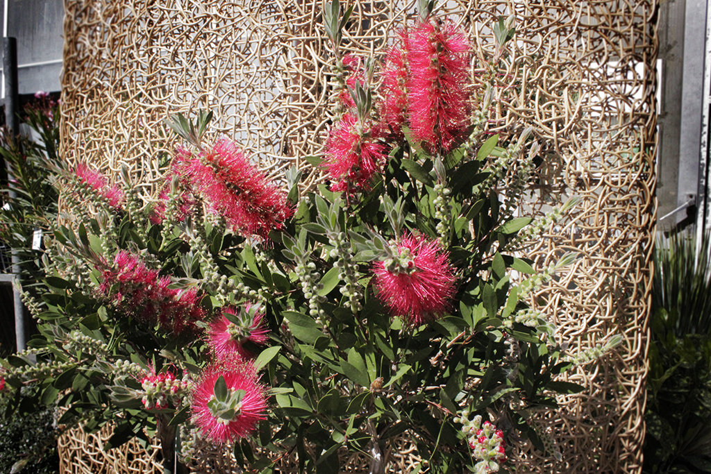 Zylinderputzer, Callistemon citrinus