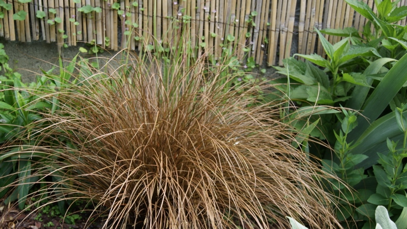 Rote Segge, Carex buchananii