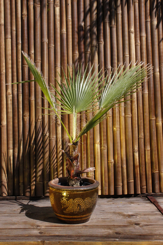 Petticoatpalme - Washingtonia robusta