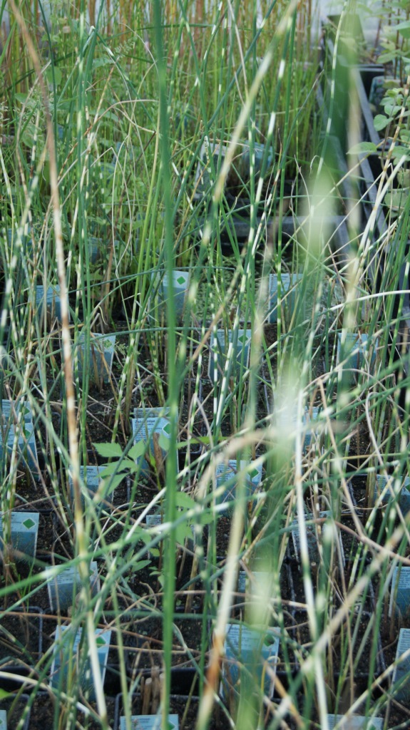 Scirpus lacustris tabernaemont.Zebrinus, Zebrasimse