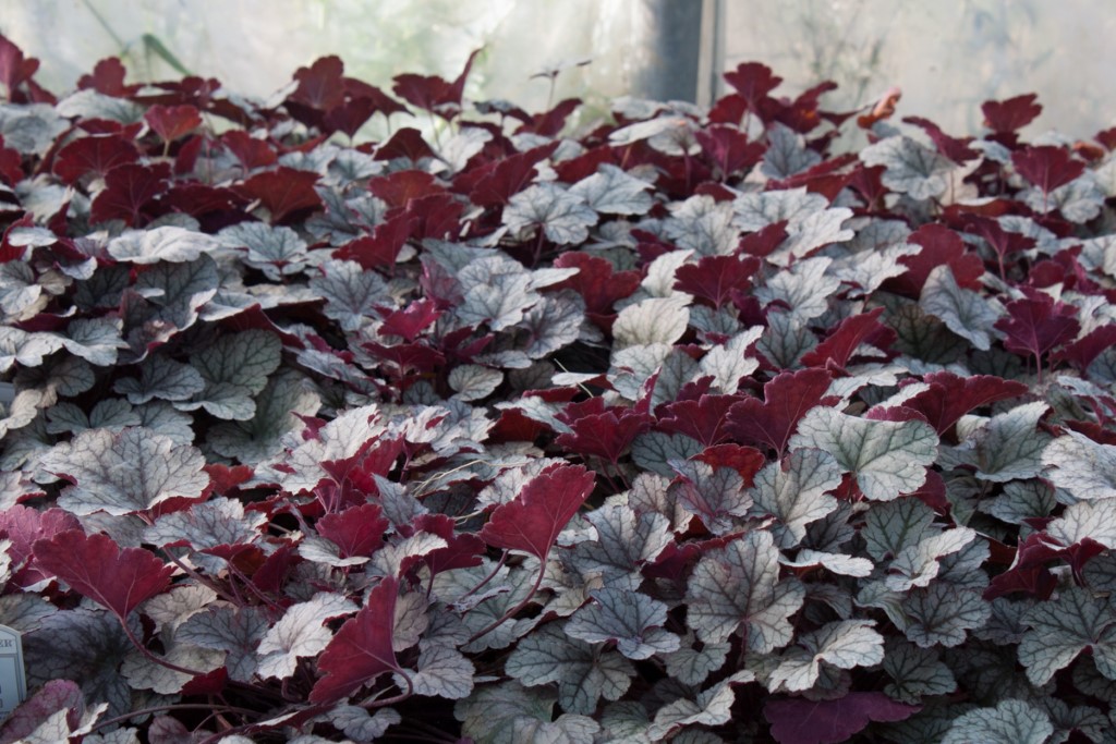 Purpurglöckchen, Heuchera micrantha Sugar Frosting