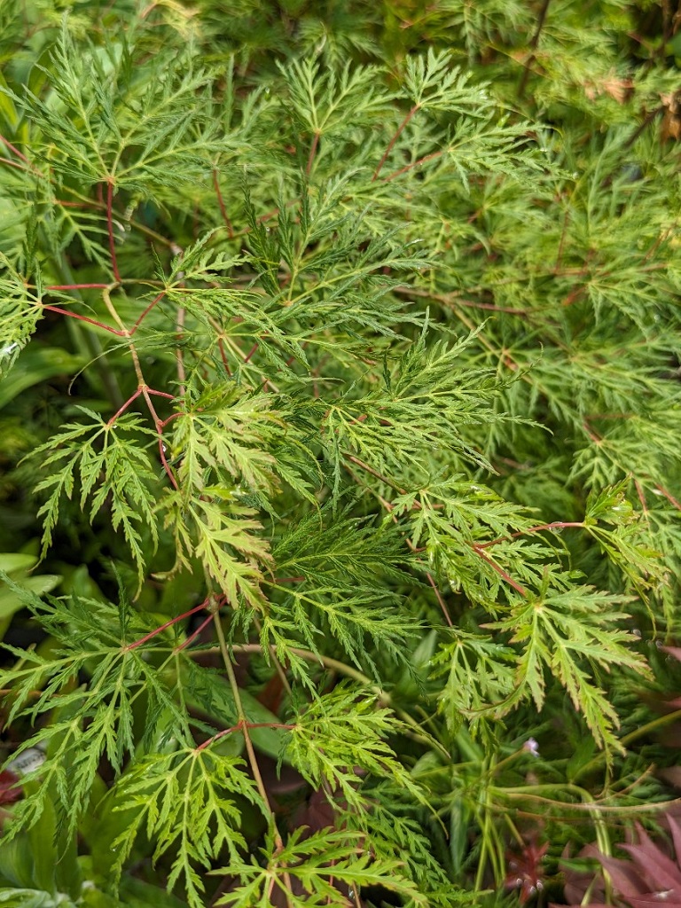 Japanischer Fächerahorn - Acer palmatum