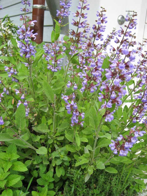 Küchensalbei, Salvia officinalis