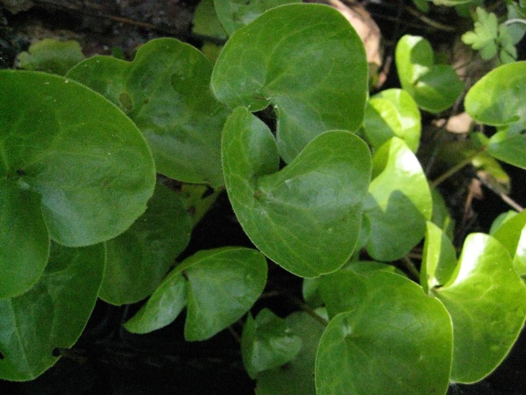 Haselwurz, Asarum europaeum