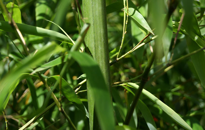 Gelber Furchen Bambus, Phyllostachys vivax Huangwenzhu