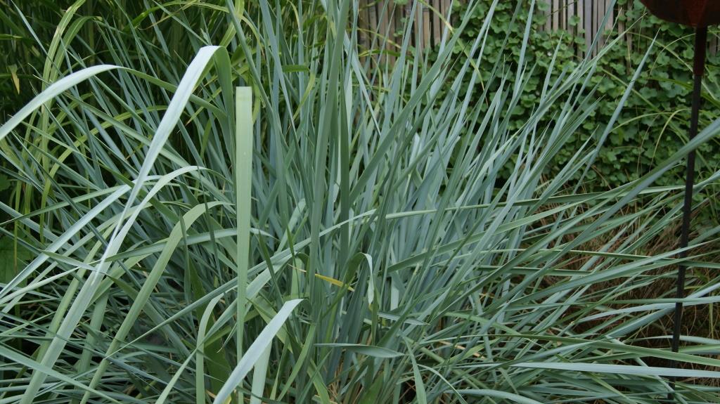 Strandroggen, Elymus arenarius Blue Dune