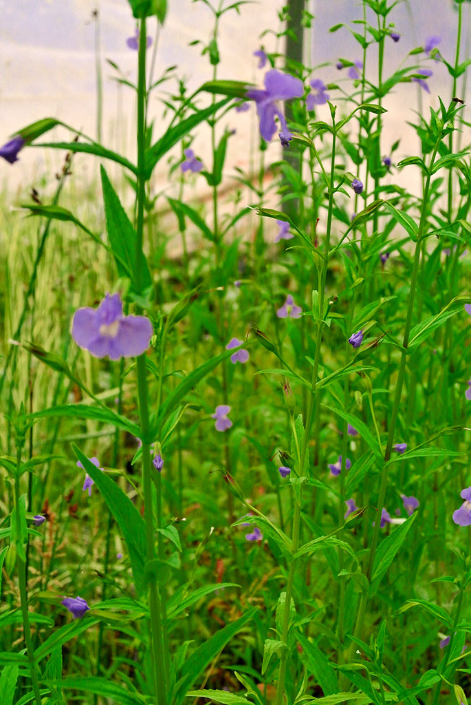 Mimulus ringens, Gauklerblume