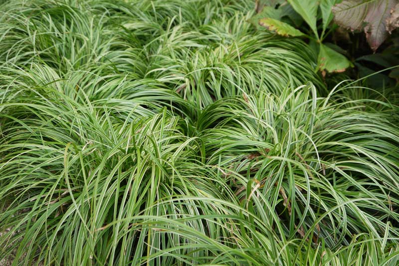 Weißbunte Japan Segge Variegata, Carex morrowii Variegata