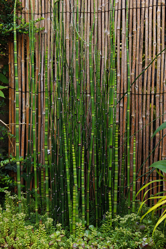 Riesenschachtelhalm, Equisetum hyemale var. robustum