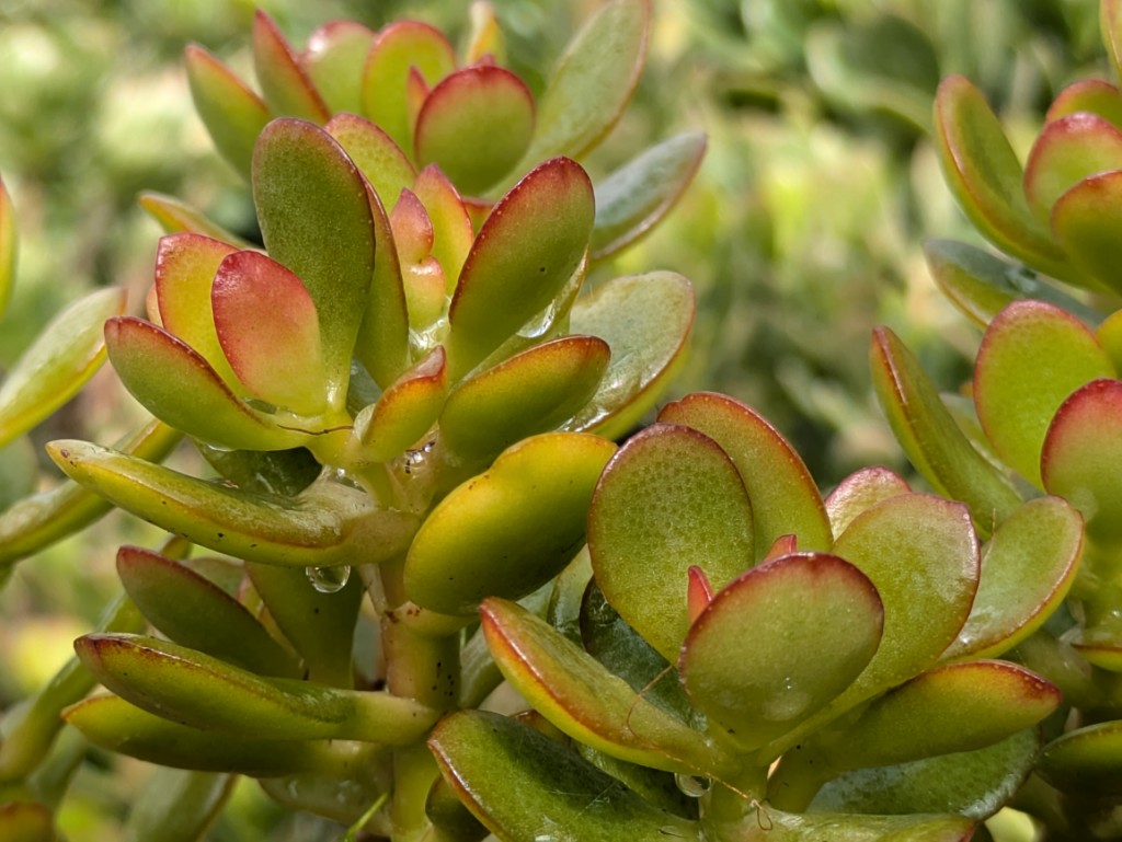 Geldbaum, Crassula ovata