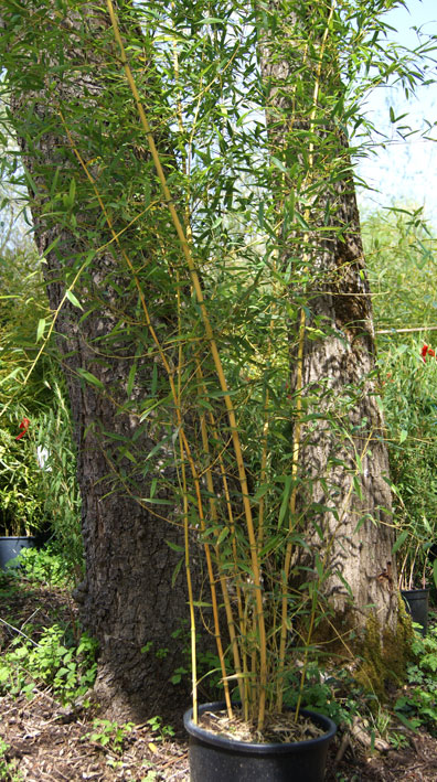 Goldener Peking Bambus, Phyllostachys aureosulcata Aureocaulis