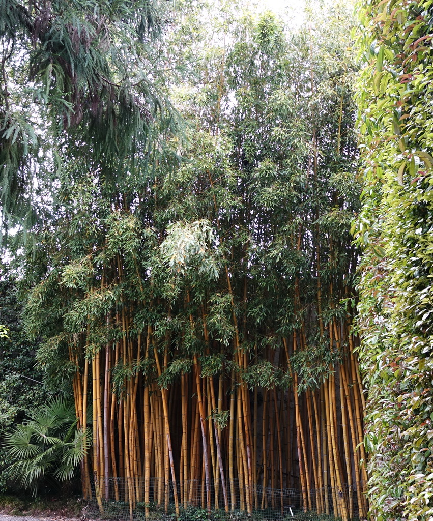 Goldener Peking Bambus, Phyllostachys aureosulcata Aureocaulis