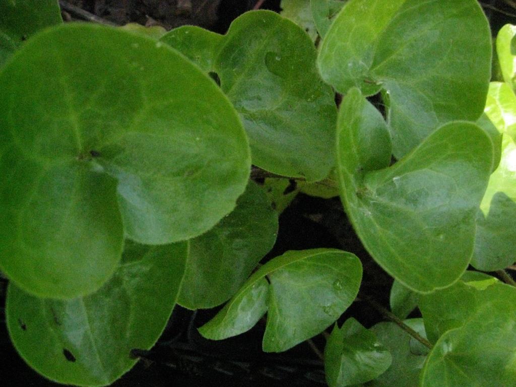 Haselwurz, Asarum europaeum