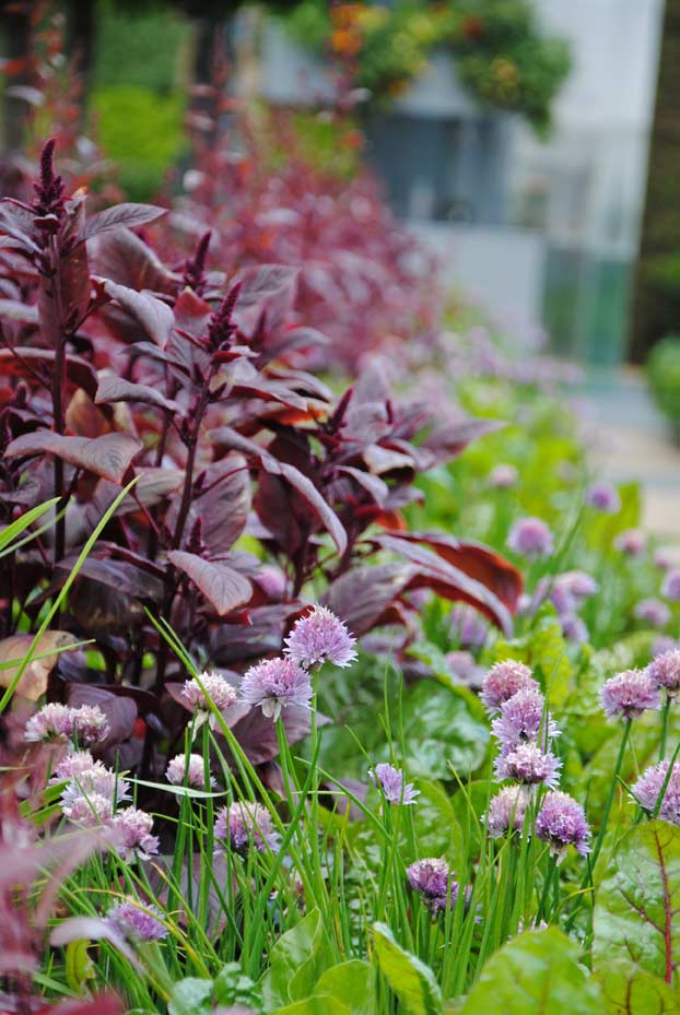 Schnittlauch, Allium schoenoprasum