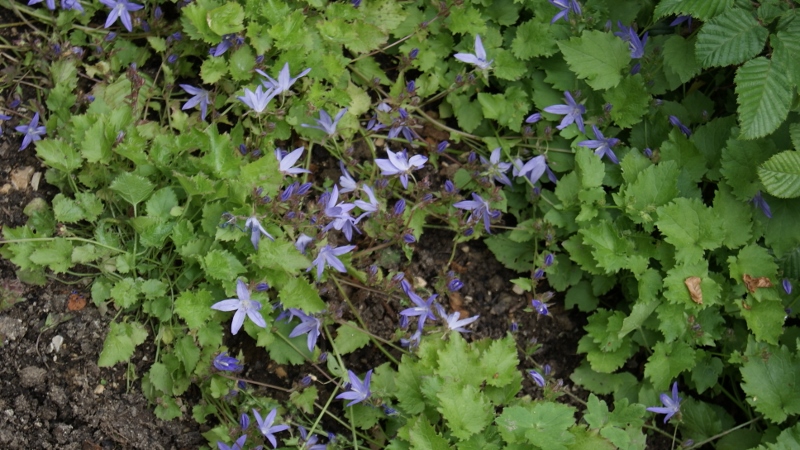 Glockenblume, Campanula in Sorten