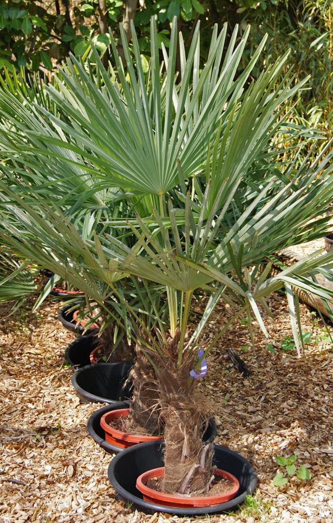 Winterharte Hanfpalme, Trachycarpus fortunei