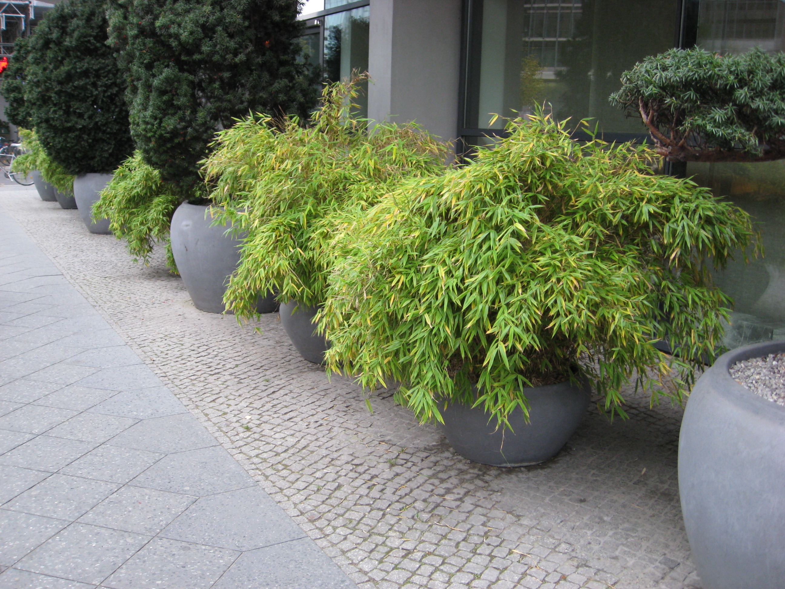 Der aufrechte Gartenbambus, Fargesia murielae Jumbo