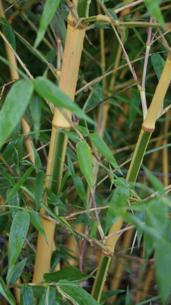 Golden Brillant Bambus, Phyllostachys bambusoides Castillonis