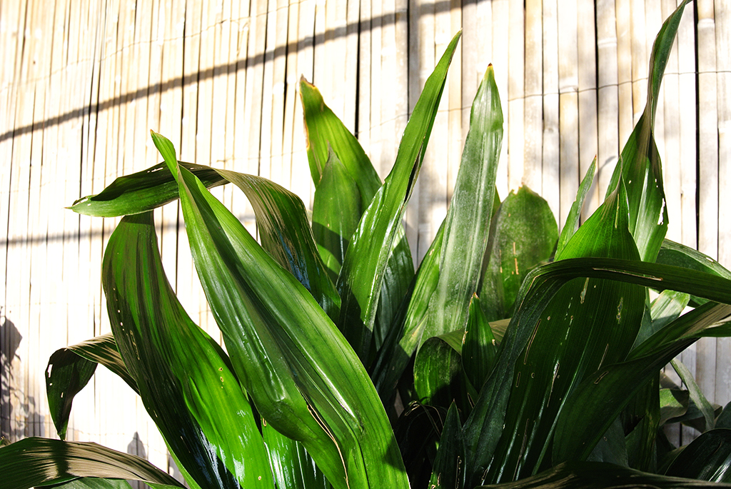 Schusterpalme, Aspidistra Elatior