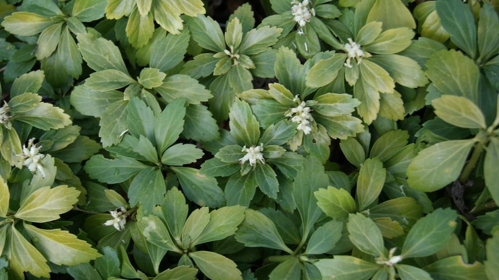 Dickmännchen, Pachysandra terminalis