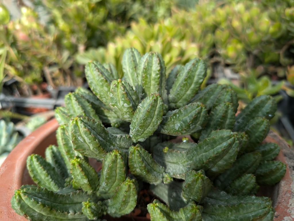 Sternkaktus, Astrophytum myriostigma hubokii