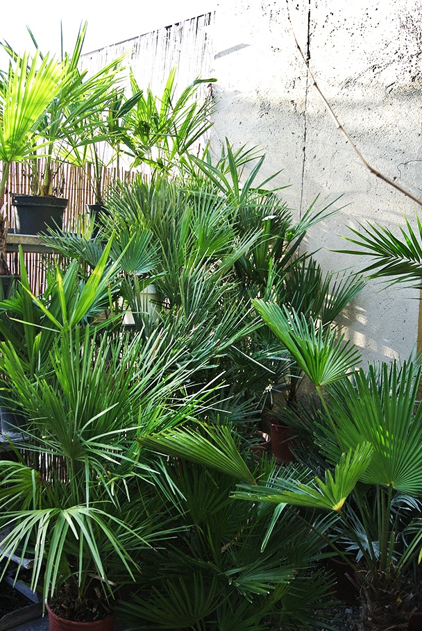 Chamaerops Humilis, Zwergpalme