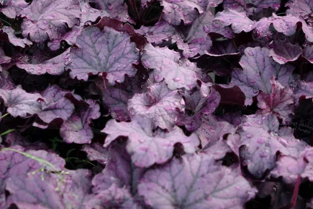 Purpurglöckchen, Heuchera x cult. Forever Purple