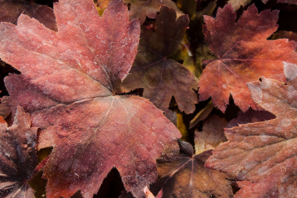 Purpurglöckchen, Heuchera Sweet Tea