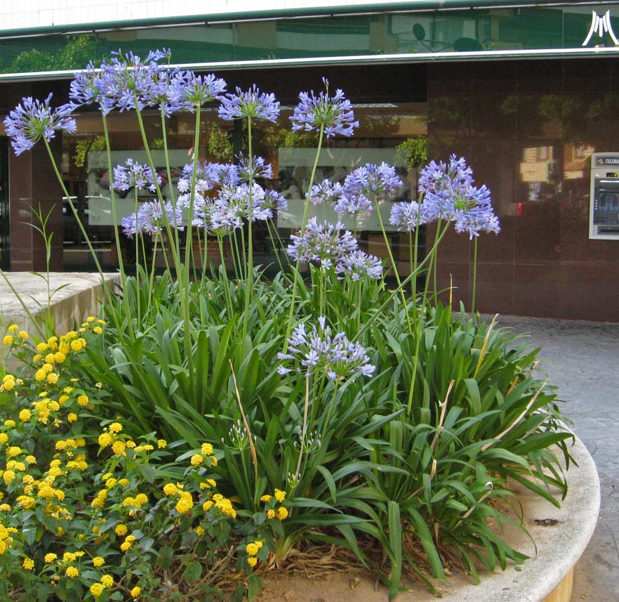 Agapanthus africanus i.S., Schmucklilie