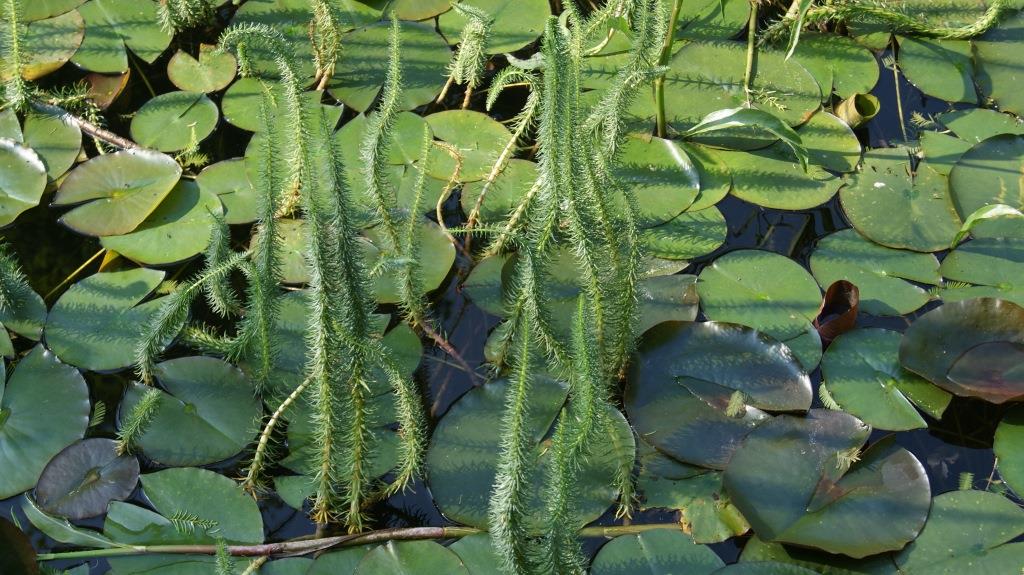 Hippuris vulgaris, Tannenwedel