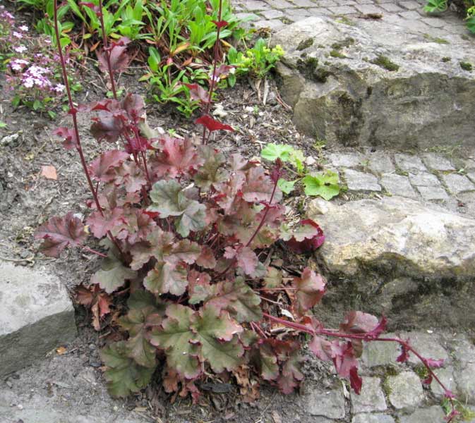 Garten-Silberglöckchen, Heuchera micrantha Palace Purple