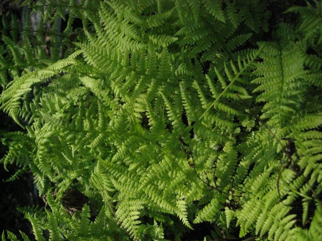 Rotstieliger Frauenfarn, Athyrium filix-femina - Lady in Red