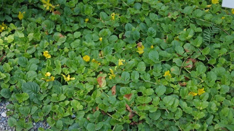 Pfennigkraut, Lysimachia nummularia