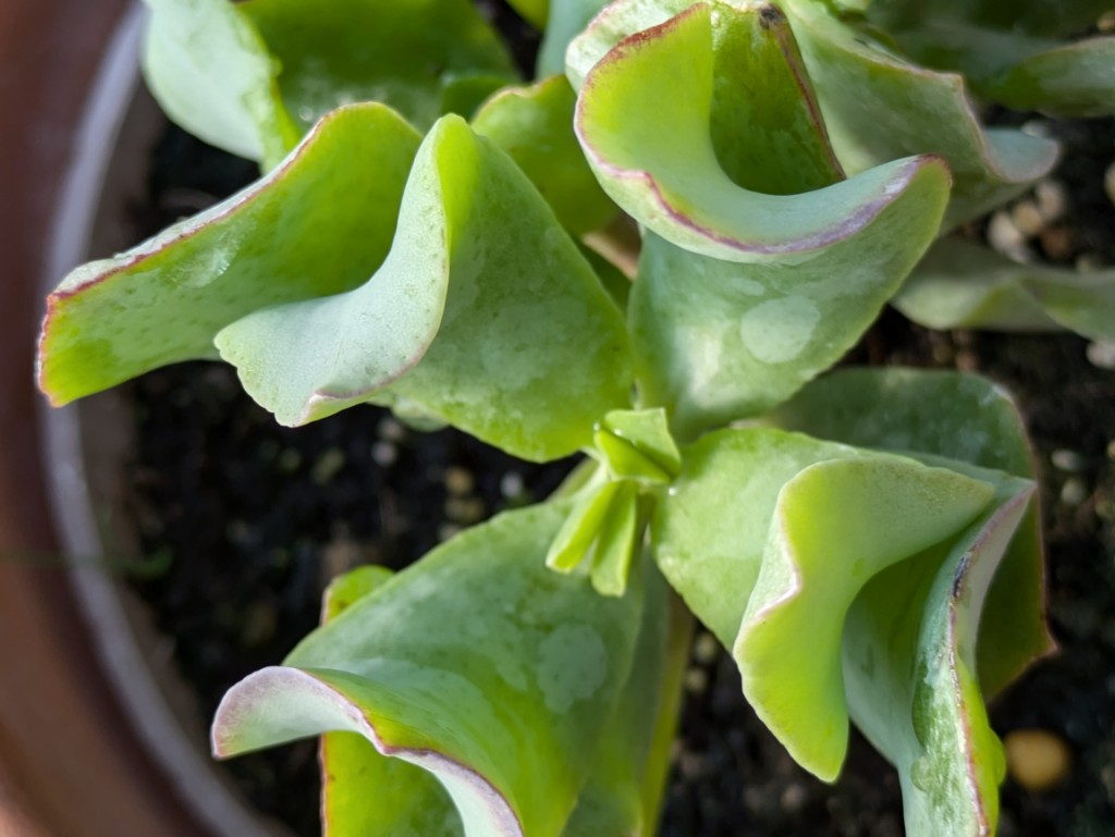 Cotyledon orbiculata var. oblonga Macrantha