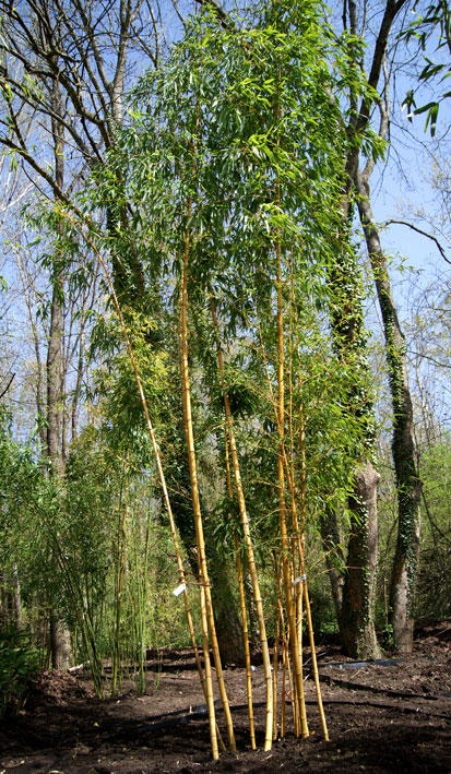 Zauber Bambus, Phyllostachys vivax Aureocaulis