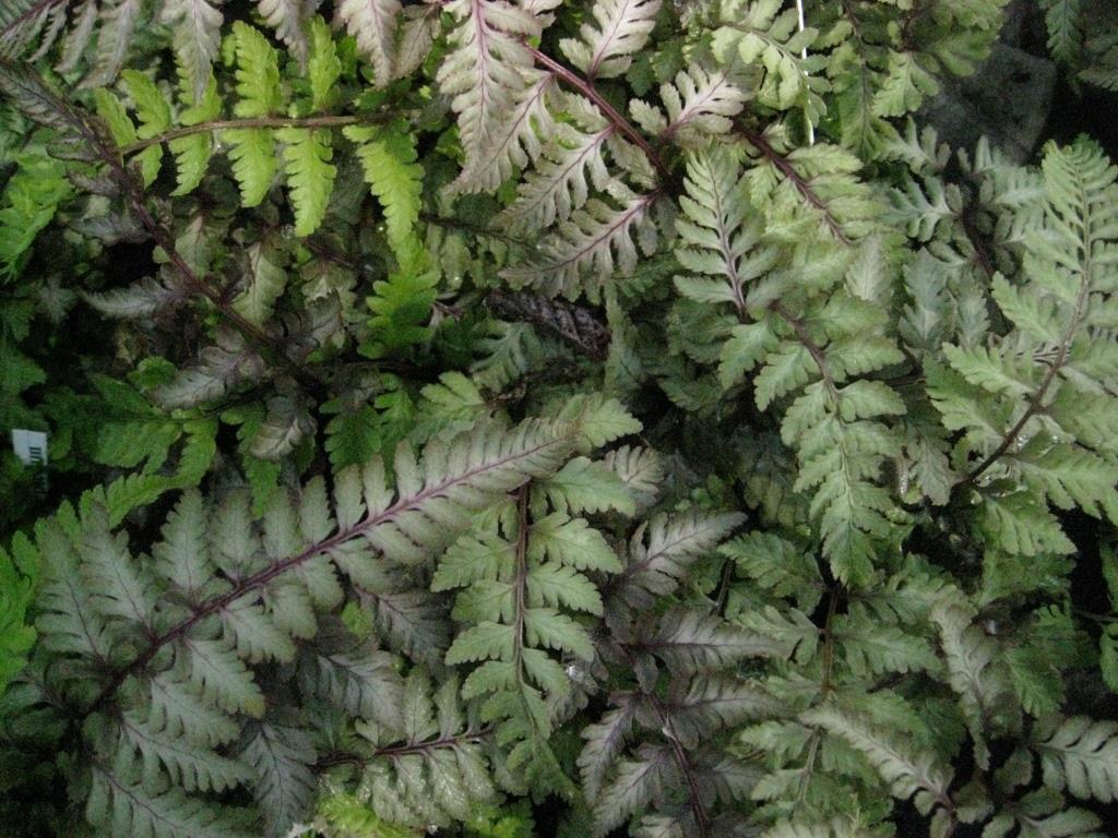 Regenbogenfarn, Athyrium niponicum