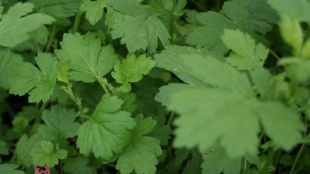 Beifuß, Artemisia vulgaris